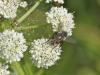 93348 – Photo : Michel Mathieu – France (14)