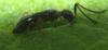 93838 – Photo : Philippe Legros – France (89)