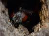 93943 – Photo : Philippe Legros – France (89)