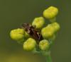 93785 – Photo : Guillaume Chorgnon – France (42)
