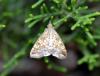 93958 – Photo : Patrick Decreus – France (34)