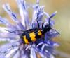93864 – Photo : Patrick Decreus – France (34)
