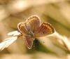 93940 – Photo : Patrick Decreus – France (34)