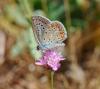 93975 – Photo : Patrick Decreus – France (34)