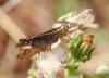 93983 – Photo : Patrick Decreus – France (34)