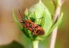 93945 – Photo : Patrick Decreus – France (34)