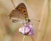 93947 – Photo : Patrick Decreus – France (34)