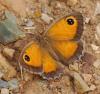 93903 – Photo : Patrick Decreus – France (34)