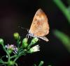 93105 – Photo : Patrick Decreus – Canada