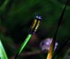 93148 – Photo : Patrick Decreus – Canada