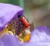 93910 – Photo : Patrick Decreus – France (34)