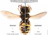 93734 – Photo : Patrick Burguet – France (63)