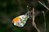 93717 – Photo : Bartolome Joseph – France (00)