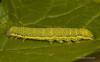 93004 – Photo : Francois Diemert – France (44)
