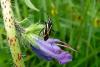 93419 – Photo : Patrick Le Mao – France (01)