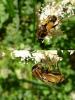 93111 – Photo : Patrick Le Mao – France (22)