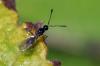 93959 – Photo : Christophe Quintin – France (21)