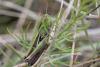 93430 – Photo : Michel Ehrhardt – France (68)
