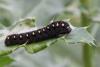 93600 – Photo : Michel Ehrhardt – France (68)