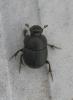 93772 – Photo : alain Roujas – France (31)