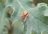 93108 – Photo : alain Roujas – France (31)