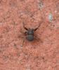 93311 – Photo : alain Roujas – France (31)