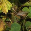 93404 – Photo : clovis – France (59)
