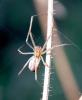93380 – Photo : alain Roujas – France (31)