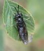 93784 – Photo : alain Roujas – France (31)