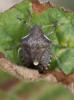 93373 – Photo : alain Roujas – France (31)