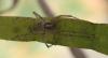 93957 – Photo : alain Roujas – France (31)