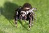 93007 – Photo : Michel Ehrhardt – France (68)