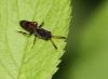 93962 – Photo : patrick derennes – France (77)