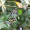 93980 – Photo : Castor – France (49)