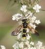 93652 – Photo : Castor – France (49)