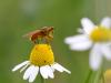 93343 – Photo : Castor – France (49)