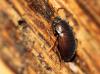 93661 – Photo : patrick derennes – France (91)