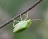 93472 – Photo : Castor – France (49)
