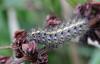 93191 – Photo : Castor – France (49)