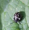 93248 – Photo : Castor – France (49)