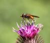 93342 – Photo : Castor – France (49)
