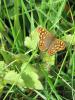 93097 – Photo : Crevette76 – France (48)