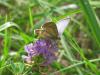 93043 – Photo : Crevette76 – France (48)