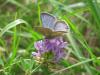 93044 – Photo : Crevette76 – France (48)