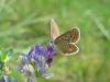 93037 – Photo : Crevette76 – France (48)