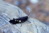 93598 – Photo : Bernard DELEFOSSE – France (05)