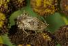 93271 – Photo : Michel Ehrhardt – France (68)