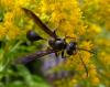 93459 – Photo : Vincent VALLI – France (10)