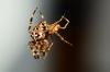Araneus diadematus