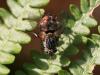 93783 – Photo : Sylvain Houpert – France (77)
